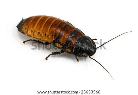 Madagascar hissing cockroach (Gromphadorhina portentosa)