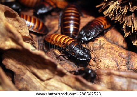 Madagascar hissing cockroach (Gromphadorhina portentosa), also known as the Madagascan giant cockroach. Wildlife animal. 