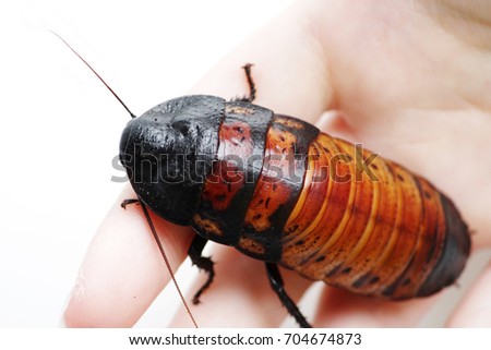 Madagascar hissing cockroach Gromphadorhina portentosa are sitting on hand of girl.