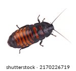 Madagascar hissing cockroach isolated on white background. Gromphadorhina portentosa