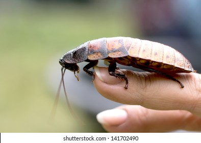 Madagascar hissing (Gromphadorhina portentosa) cockroach