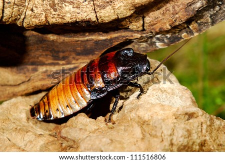 Madagascar hissing (Gromphadorhina portentosa) cockroach