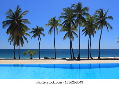 Madagascar Island Palms On The Beach