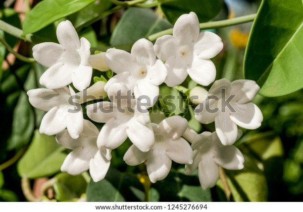 colored stephanotis