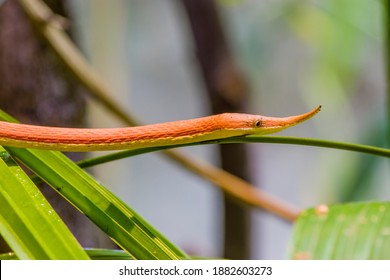 34,113 Leaves On Nose Images, Stock Photos & Vectors | Shutterstock