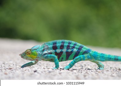 Madagascar Nosy Be Panther Chameleon