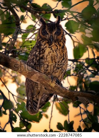 Madagascar Owl - Asio madagascariensis also Madagascan or Madagascar long-eared owl, endemic to the island of Madagascar, adult next to the nest.