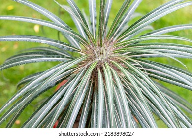 Madagascar Palm Cactus Closeup View