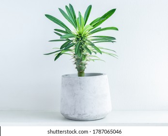 Madagascar palm cactus in modern geometric cement planter on white wood shelf on white background. Concrete pot.