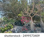 Madagascar Palm (lat.- Pachypodium lamerei) and Adenium multiflora (lat. - Adenium Multiflorum) against the background of ficus in the Ein Gedi Botanical Garden on the Dead Sea coast