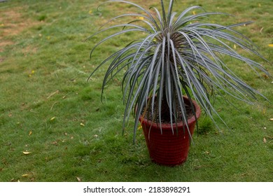 Madagascar Palm In A Red Flowerpot