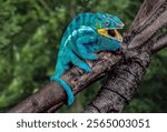 Madagascar. Panther chameleon on tree limb.