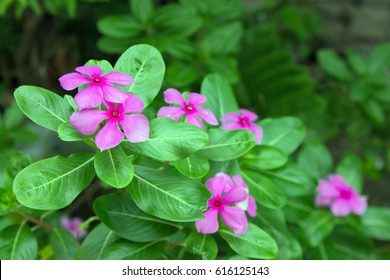 Madagascar Periwinkle