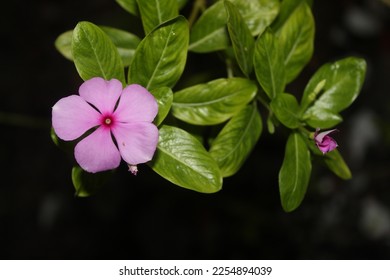 The madagascar periwinkle (Catharanthus roseus) - Shutterstock ID 2254894039