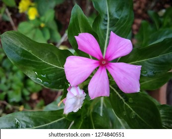 Madagascar Periwinkle Flower