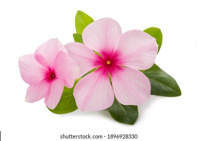 Madagascar periwinkle flowers isolated on white background - Powered by Shutterstock