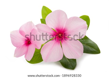 Madagascar periwinkle flowers isolated on white background
