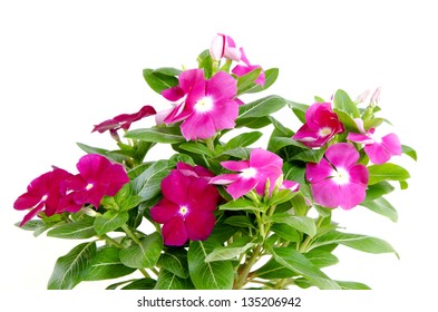 11,575 Madagascar Periwinkles Images, Stock Photos & Vectors | Shutterstock