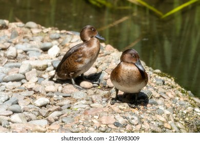 Madagascar Pochard, Or Madagascan Pochard, Aythya Innotata. A Captive Rare Diving Duck At Jersey Zoo.