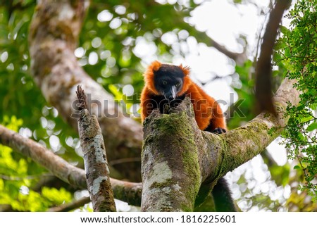 Madagascar Red ruffed lemur, Varecia rubra, on tree top. Masoala rainforest, Madagascar wildlife