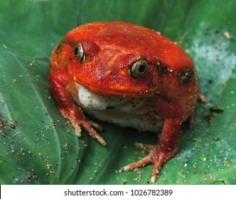 Madagascar Tomato frog