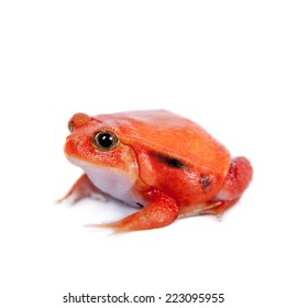 Madagascar Tomato Frog Isolated On White