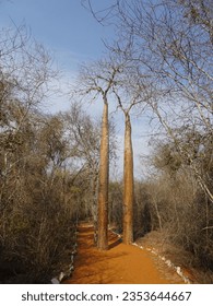 [Madagascar] Two thin baobab trees lined up side by side in Arboretum d'Antsokay (Toliara)