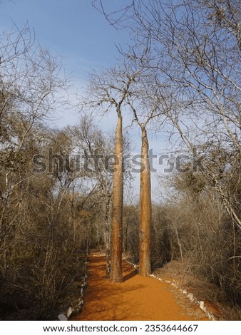 [Madagascar] Two thin baobab trees lined up side by side in Arboretum d'Antsokay (Toliara)