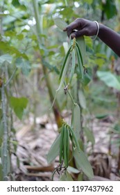 Madagascar Vanilla plantation and seed pod