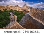 Madagascar wildlife. Monkey family, young cub. Madagascar wildlife, Ring-tailed Lemur, Lemur catta. Animal landscape Madagascar, Africa, orange eyes. Evening light sunset, Anja Nature Park. Monkey. 