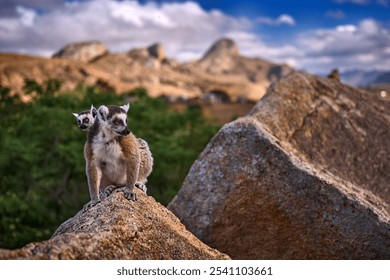 Madagascar wildlife. Monkey family, young cub. Madagascar wildlife, Ring-tailed Lemur, Lemur catta. Animal landscape Madagascar, Africa, orange eyes. Evening light sunset, Anja Nature Park. Monkey. 