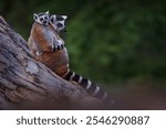 Madagascar wildlife, Ring-tailed Lemur, Lemur catta. Madagascar wildlife. Monkey family, young cub. Animal from Madagascar, Africa, orange eyes. Evening light sunset, Anja Nature Park. Monkey. 