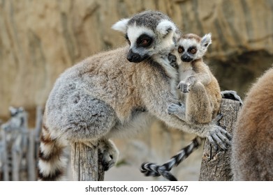 Mother And Baby Lemur Imagenes Fotos De Stock Y Vectores Shutterstock