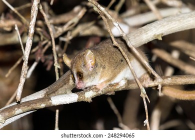 Madame Berthe's mouse lemur (Microcebus berthae), the smallest primate in the world, in Kirindy Mitea National Park, Madagascar - Shutterstock ID 248294065