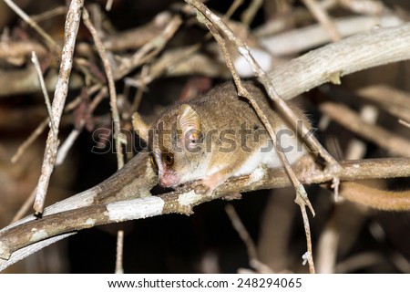 Madame Berthe's mouse lemur (Microcebus berthae), the smallest primate in the world, in Kirindy Mitea National Park, Madagascar