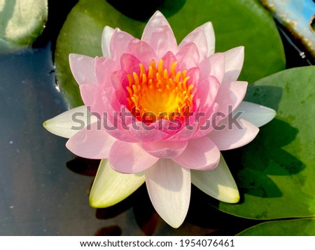 Similar – Image, Stock Photo Water lily blooming on a pond