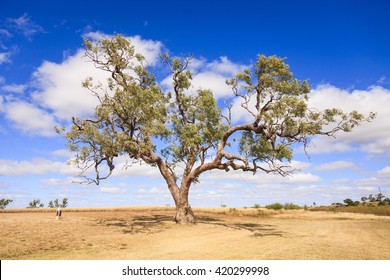 Made famous by the song Waltzing Matilda, if you've ever wondered what a coolabah tree looks like, this is it! Rural Queensland, Australia.