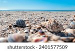 Madeira Beach Florida Seashells Shells Landscape Christy Mandeville 