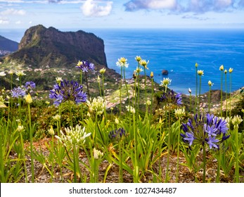 Madeira Flowers In The Northern Coast