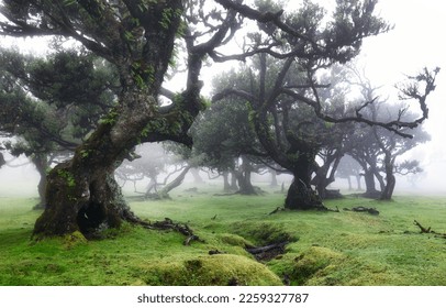 Madeira island - Old cedar tree in Fanal forest - Portugal - Powered by Shutterstock