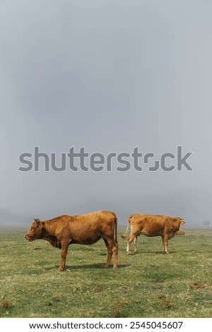 Image, Stock Photo cowboys Organic produce