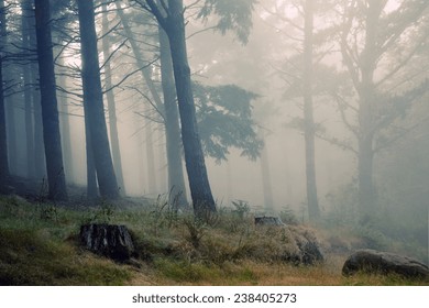 Madeira Rainforest Of Laurisilva At The Mountains, World Heritage