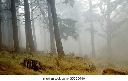 Madeira Rainforest Of Laurisilva At The Mountains, World Heritage