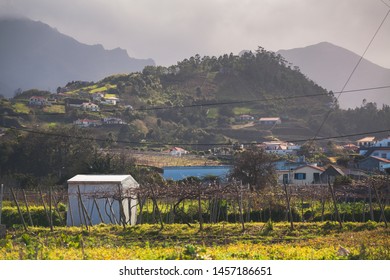 Madeira Vineyards At The Bottom Of The Hill