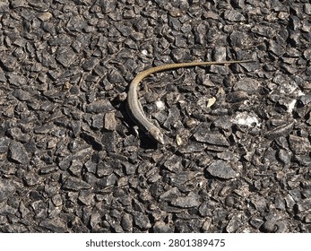 Madeira wall lizard is a tiny reptile that lives in the cracks in walls. It is endemic to the island of Madeira. The species name is Teira dugesii.