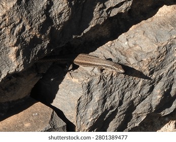 Madeira wall lizard is a tiny reptile that lives in the cracks in walls. It is endemic to the island of Madeira. The species name is Teira dugesii.