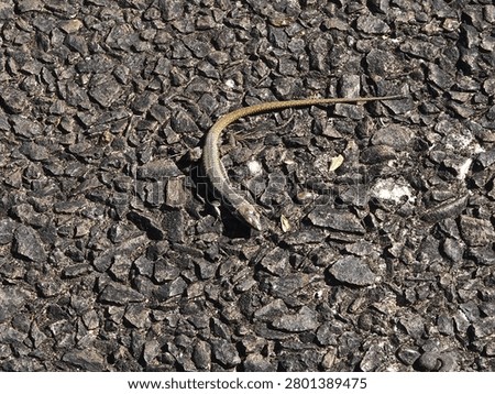 Madeira wall lizard is a tiny reptile that lives in the cracks in walls. It is endemic to the island of Madeira. The species name is Teira dugesii.