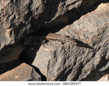 Madeira wall lizard is a tiny reptile that lives in the cracks in walls. It is endemic to the island of Madeira. The species name is Teira dugesii.