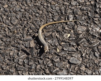 Madeira Wall lizard is a tiny lizard that lives in the cracks in walls. It is endemic to the island of Madeira. The species name is Teira dugesii.