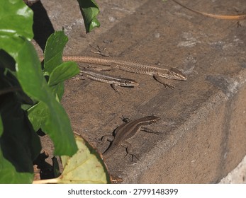 Madeira Wall lizard is a tiny lizard that lives in the cracks in walls. It is endemic to the island of Madeira. The species name is Teira dugesii.